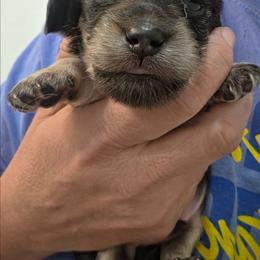 Sterling - Black and cream male Dachshund puppy in Willard, Utah from Simply Sharing Love