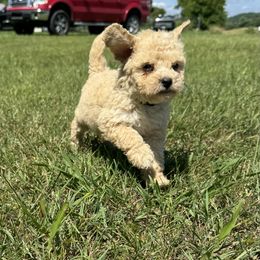 Bernedoodle Puppies from Bundren Farms