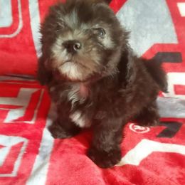 Maltipoo and Poodle Puppies from Kack's Poos