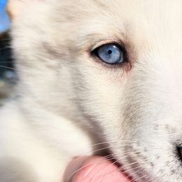 Blitzen - White Pomsky puppy in Kennewick, Washington from Nebula Ranch Pomskies