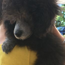 Poodle Puppies from Curly Top Poodles