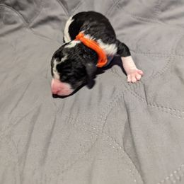 Bearded Retriever, Bernedoodle, and Poodle Puppies from Doodle Belle Puppy