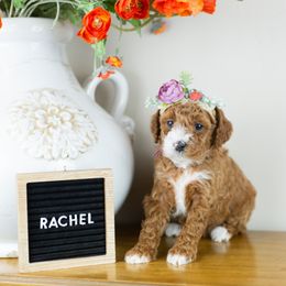 Girl 2 - Goldendoodle puppy in Riverton, Utah from Utah Doodlebug