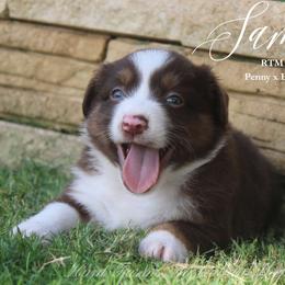 Samuel - Red tri male Miniature Australian Shepherd puppy in Grandfield, Oklahoma from Hunt Farms Australian Shepherds