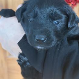 Lori - Black female Australian Shepherd puppy in Flemington, New Jersey from Aislin Fields