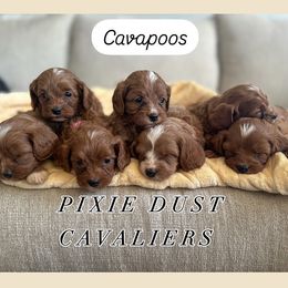 Cavapoo puppies from Pixie Dust Cavaliers