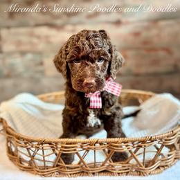 Groot - Brown male Bernedoodle puppy in Munster, Indiana from Miranda’s Sunshine Poodles and Doodles