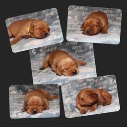 5th pick male puppy - Yellow male Labrador Retriever puppy in Twin Falls, Idaho from Whispering White Pines Labradors