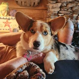 Maggie - American Corgi