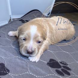 Burberry - Apricot female Maltipoo puppy in Weatherford, Texas from Aprishew Maltipoo