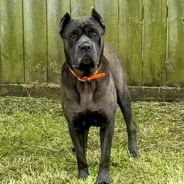 WCCC Bella - Cane Corso