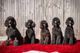 5 black Poodles sit in a row on a red blanket