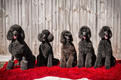 5 black Poodles sit in a row on a red blanket
