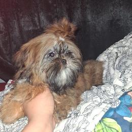 Brandi - Red and white female Shih Tzu puppy in Birmingham, Alabama from K&D kennels