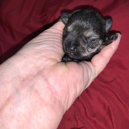 Miniature Schnauzer Puppies from Circle R Ranch