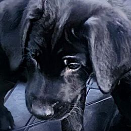 Boy 4 - Goose - green collar - Black Labrador Retriever puppy in North Highlands, California from High Sierra Labrador Retrievers