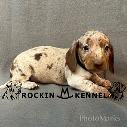 Black - Chocolate and tan male Dachshund puppy in George West, Texas from Rockin M Kennel