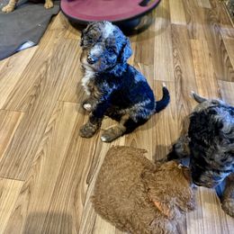 Green Collar Male - Merle male Double Doodle puppy in Killeen, Texas from Parrish Precious Ones Texas