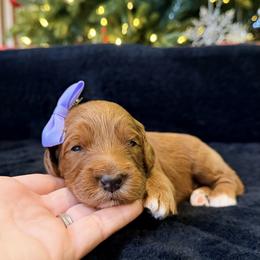 Sugarplum - Red female Australian Labradoodle puppy in Summerfield, North Carolina from Four Oaks Labradoodles