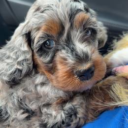 Timber - Merle male Cockapoo puppy in Fortuna, California from Dalton Poodles and Doodles