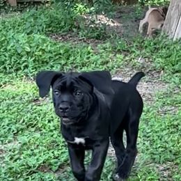 Kila - Black female Cane Corso puppy in Dunnellon, Florida from High Royal Kennel