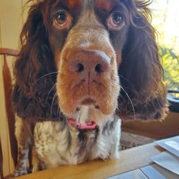 Coco - English Springer Spaniel