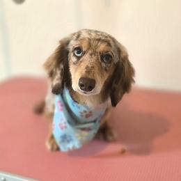 Posie - Dachshund