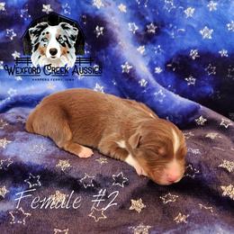 Girl 2 - female Australian Shepherd puppy in Harpers Ferry, Iowa from Wexford Creek Aussies, LLC