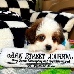 Leo - Brindle and white male Shihpoo puppy in Sugar Land, Texas from Celebrity Maltipoos