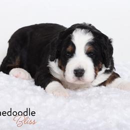 Bernedoodle Puppies from Bernedoodle Bliss