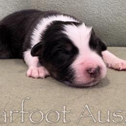 Boy 2 - male Australian Shepherd puppy in Lowell, Indiana from Bearfoot Aussies and Tollers