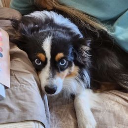 Hashbrown - Miniature Australian Shepherd