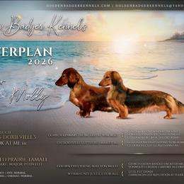 Dachshund puppies from Golden Badger Kennels