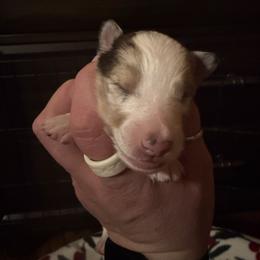 Harry - Sable merle and white male Shetland Sheepdog puppy in Douglass, Texas from Dreamer’s Shelties