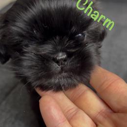Charm - Chocolate female Shih Tzu puppy in Vernon, New Jersey from Calta’s Cute Shih Tzu