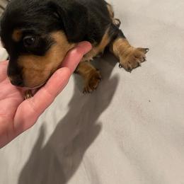 Bruce - Black and tan male Dachshund puppy in Gainesville, Georgia from Emory Farms