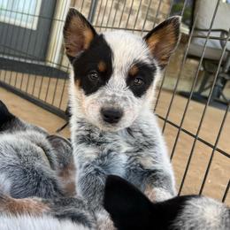 Boy 1 - Blue male Australian Cattle Dog puppy in Irvington, Kentucky from Dry Valley’s Australian Cattle Dogs
