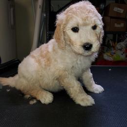 Goldendoodle Puppies from Bert's Doodles