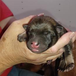 Black Collar - Red male Eurasier puppy in Lakewood, Ohio from Exquisite Eurasier