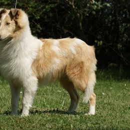 Reba - Collie