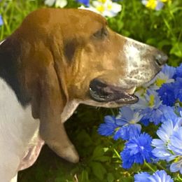 Fodder - Treeing Walker Coonhound