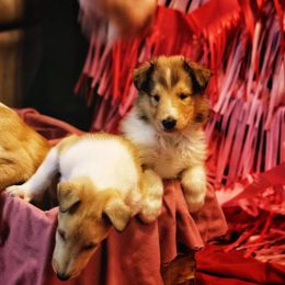 Collie Puppies from DuLac Collies