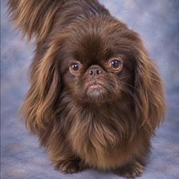 FINLEY - Pekingese