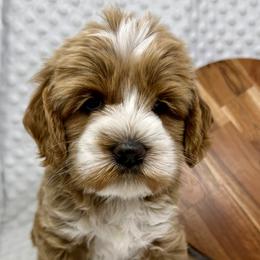 Labradoodle puppies from Delta Breeze Labradoodles