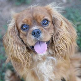 Bear - Cavalier King Charles Spaniel
