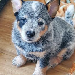 Male 1 - Blue speckled male Australian Cattle Dog puppy in Lenoir, North Carolina from Blue Coyote Ranch