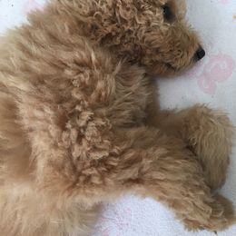 Bernedoodle and Goldendoodle Puppies from Greatly Graced Southern Doodles