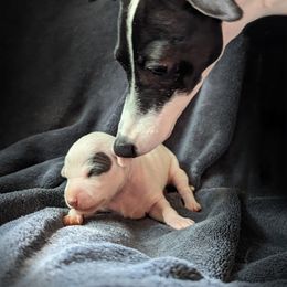 Italian Greyhound Puppies from Alura Italian Greyhounds