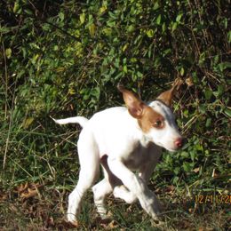 Ibizan Hound Puppies from Pamela Mutchek's Ibizan Hounds