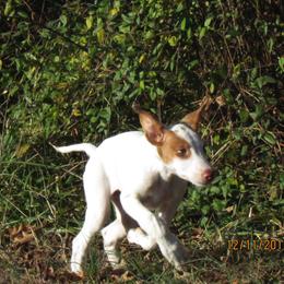 Ibizan Hound Puppies from Pamela Mutchek's Ibizan Hounds